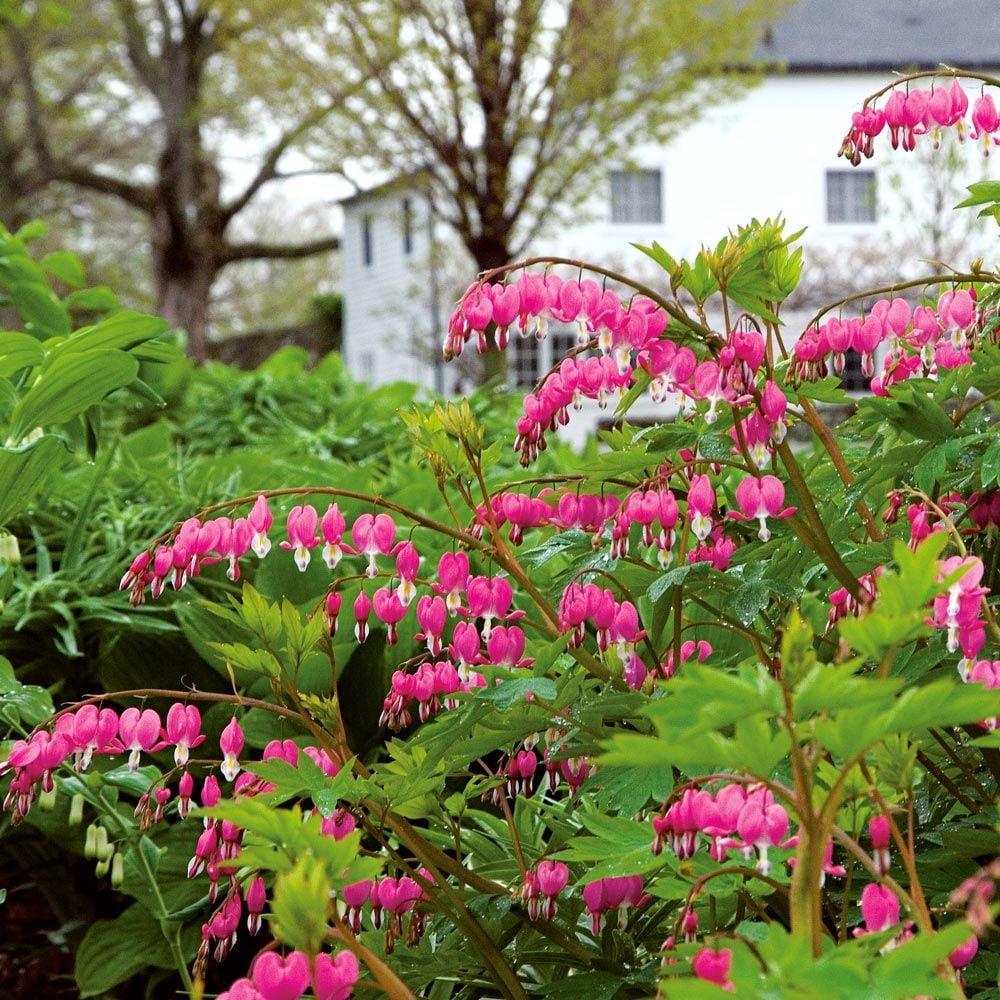 G010 Dicentra Spectabilis - View 17 from www redcrocus com