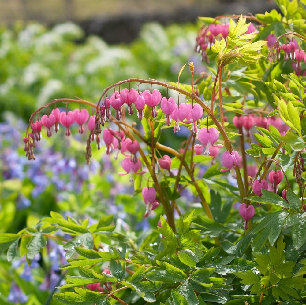 G010 Dicentra Spectabilis - View 18 from www redcrocus com