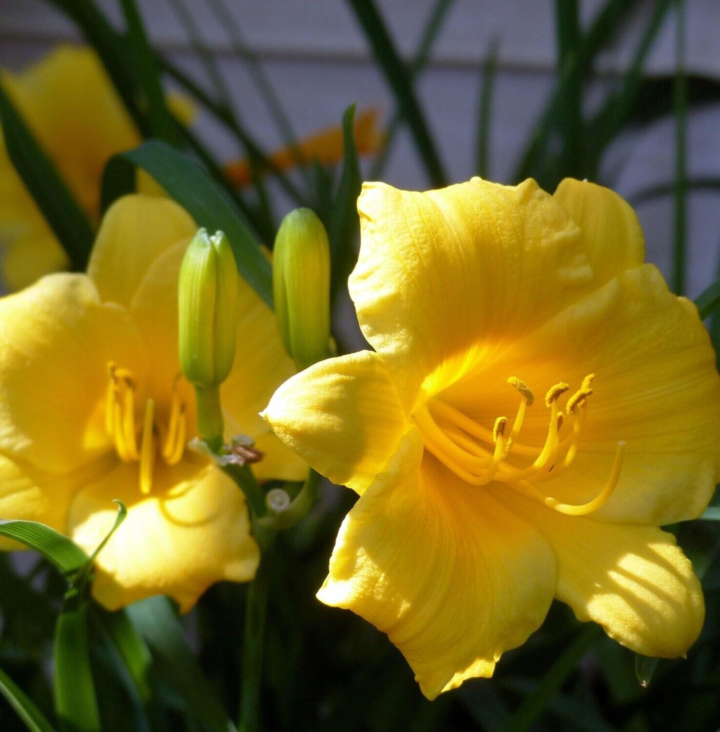 G029 Hemerocallis X Stella D Oro 15 D82453f0 E72e 44a0 Bf90 Ba3cd05c35b8 from www redcrocus com
