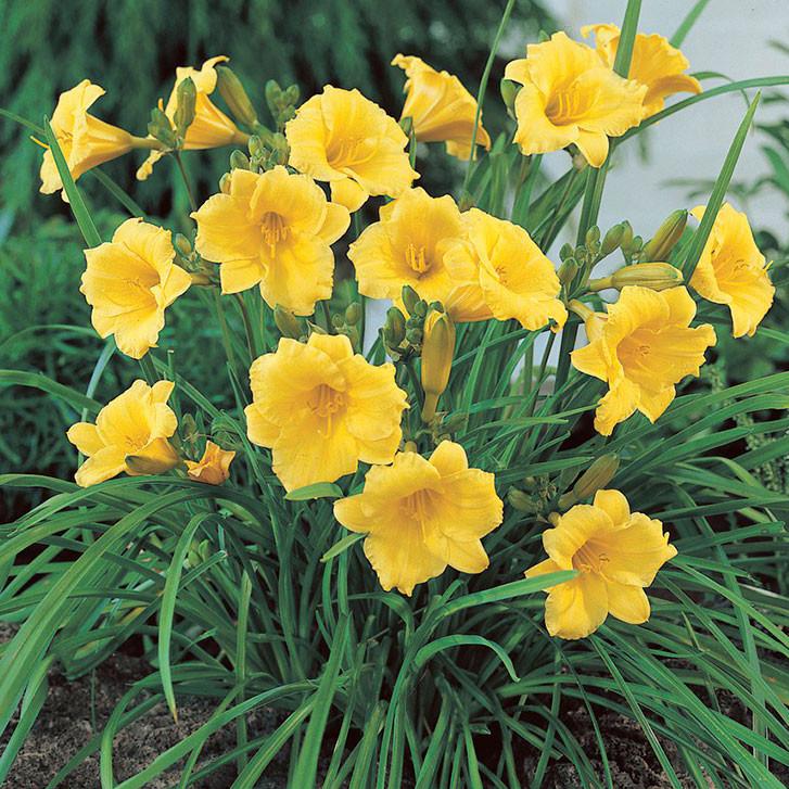 G029 Hemerocallis X Stella D Oro - View 16 from www redcrocus com