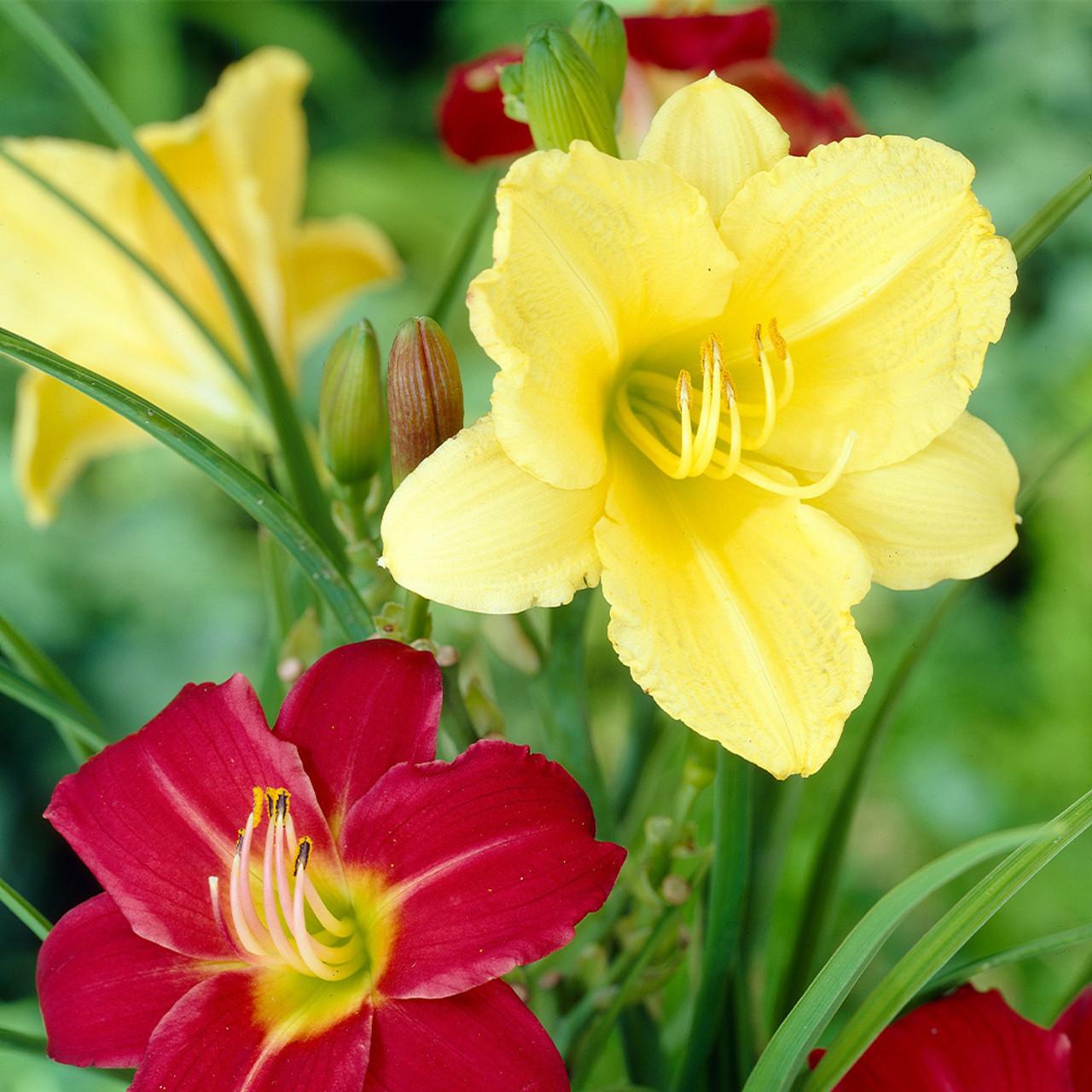 G029 Hemerocallis X Stella D Oro 17 D44fc1e8 Da7e 4b69 9cae 6f6cab3ee405 from www redcrocus com