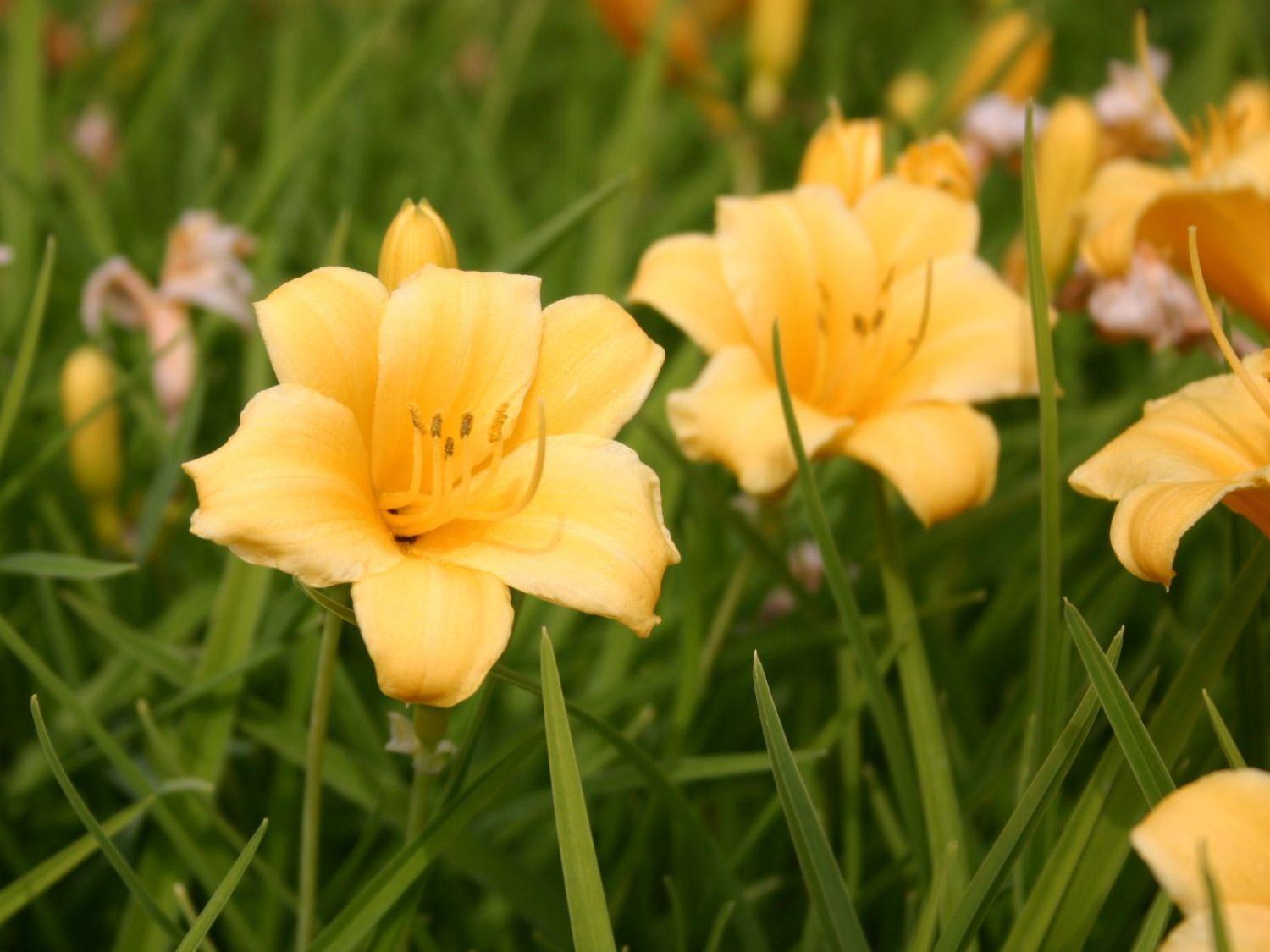 G029 Hemerocallis X Stella D Oro - View 18 from www redcrocus com