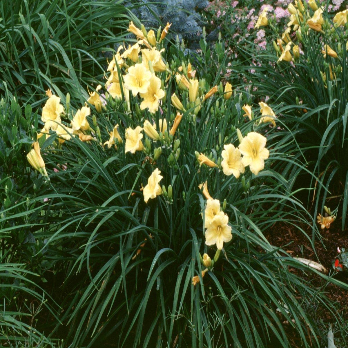 G029 Hemerocallis X Stella D Oro 7 8ebc5e2d Bb05 4252 9b8b 48f190acba40 from www redcrocus com