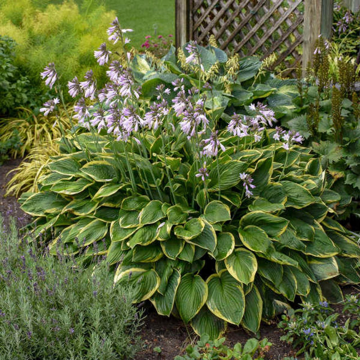 G031 Hosta Fortunei Aureomarginata 12 7b2a3441 C8e0 458d B94c E92e86cd34f4 from www redcrocus com