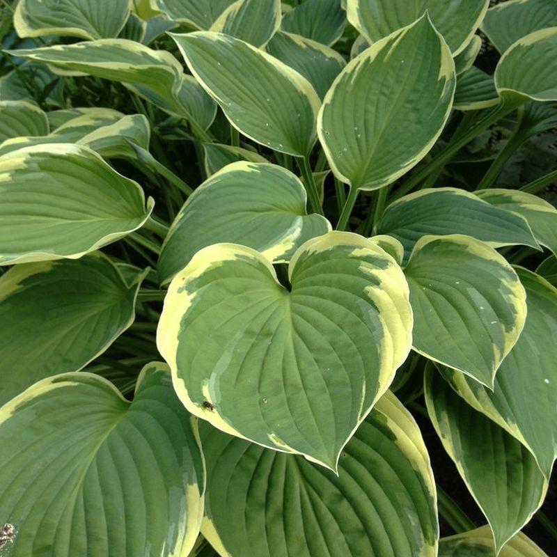 G031 Hosta Fortunei Aureomarginata - View 14 from www redcrocus com