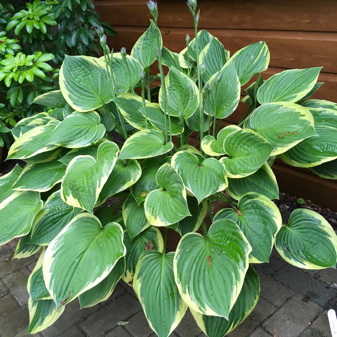 G031 Hosta Fortunei Aureomarginata - View 15 from www redcrocus com