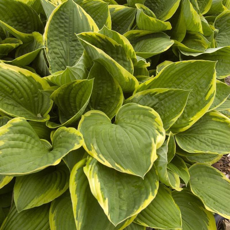 G031 Hosta Fortunei Aureomarginata - View 16 from www redcrocus com