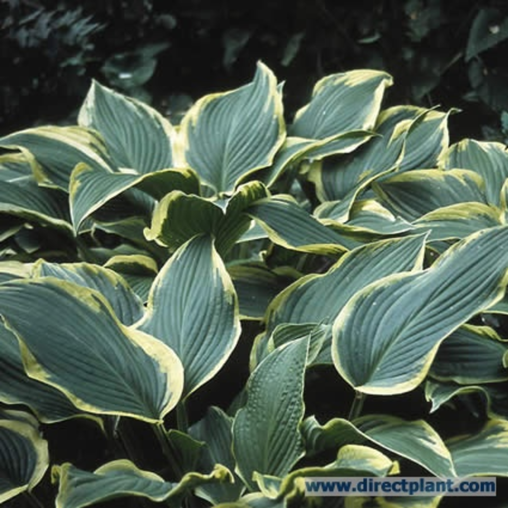 G031 Hosta Fortunei Aureomarginata - View 16 from www redcrocus com