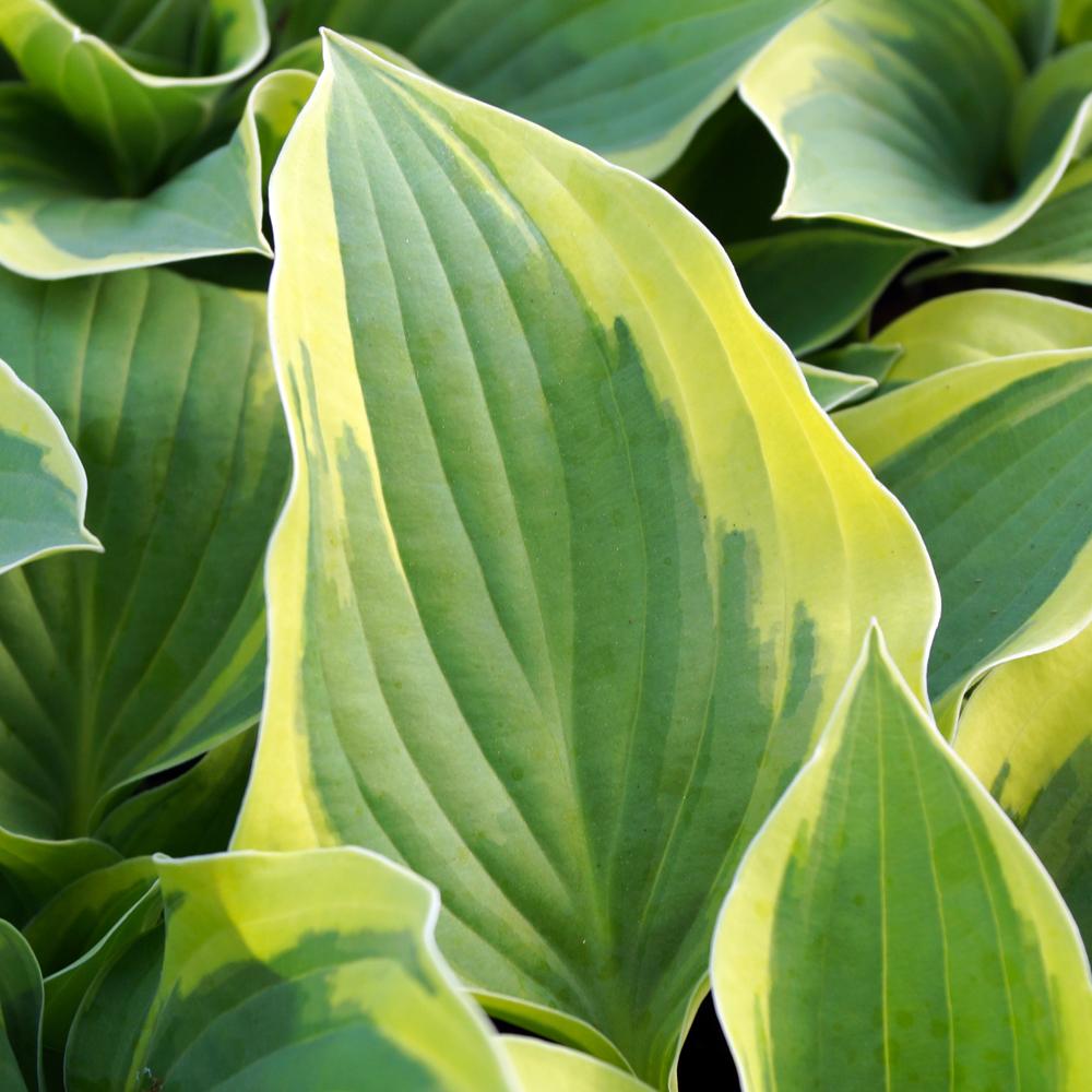 G031 Hosta Fortunei Aureomarginata - View 18 from www redcrocus com
