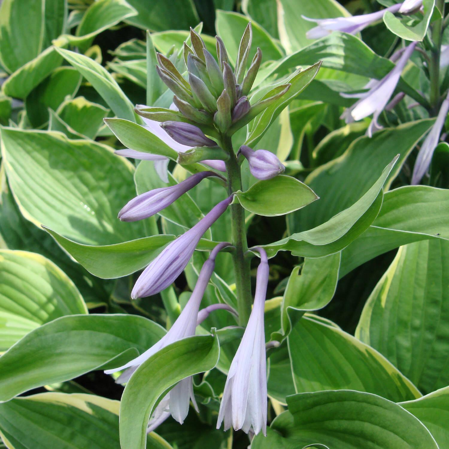 G031 Hosta Fortunei Aureomarginata - View 19 from www redcrocus com
