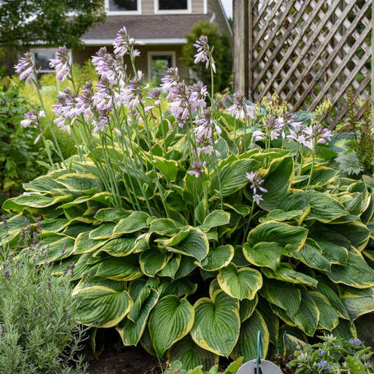 G031 Hosta Fortunei Aureomarginata - View 1 from www redcrocus com