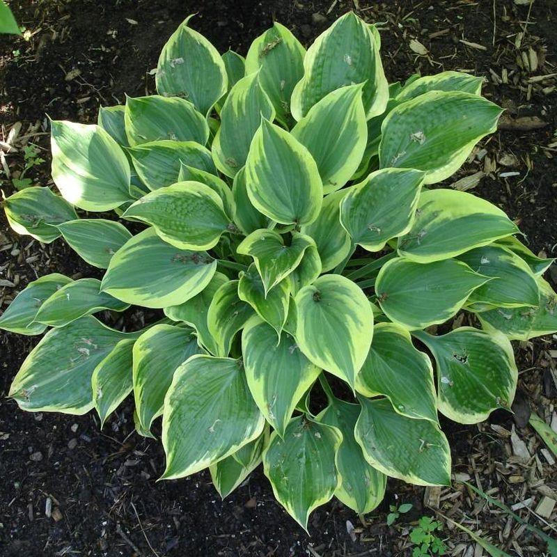 G031 Hosta Fortunei Aureomarginata - View 2 from www redcrocus com