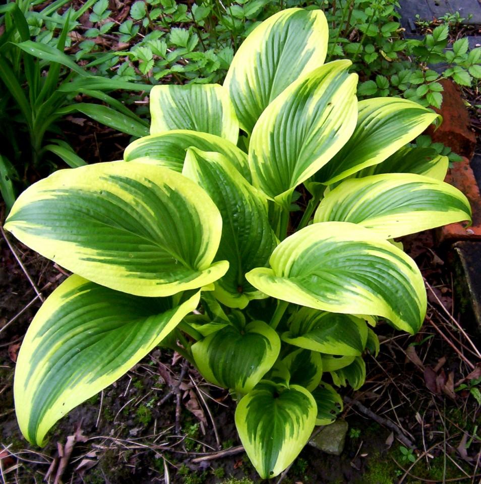 G031 Hosta Fortunei Aureomarginata - View 3 from www redcrocus com