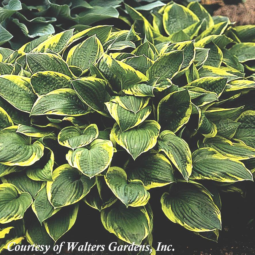 G031 Hosta Fortunei Aureomarginata - View 6 from www redcrocus com