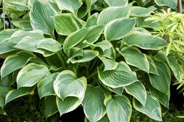 G031 Hosta Fortunei Aureomarginata - View 9 from www redcrocus com
