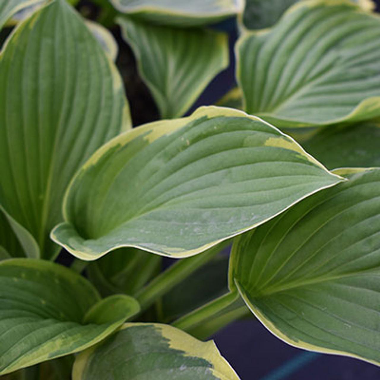 G031 Hosta Fortunei Aureomarginata - View 9 from www redcrocus com