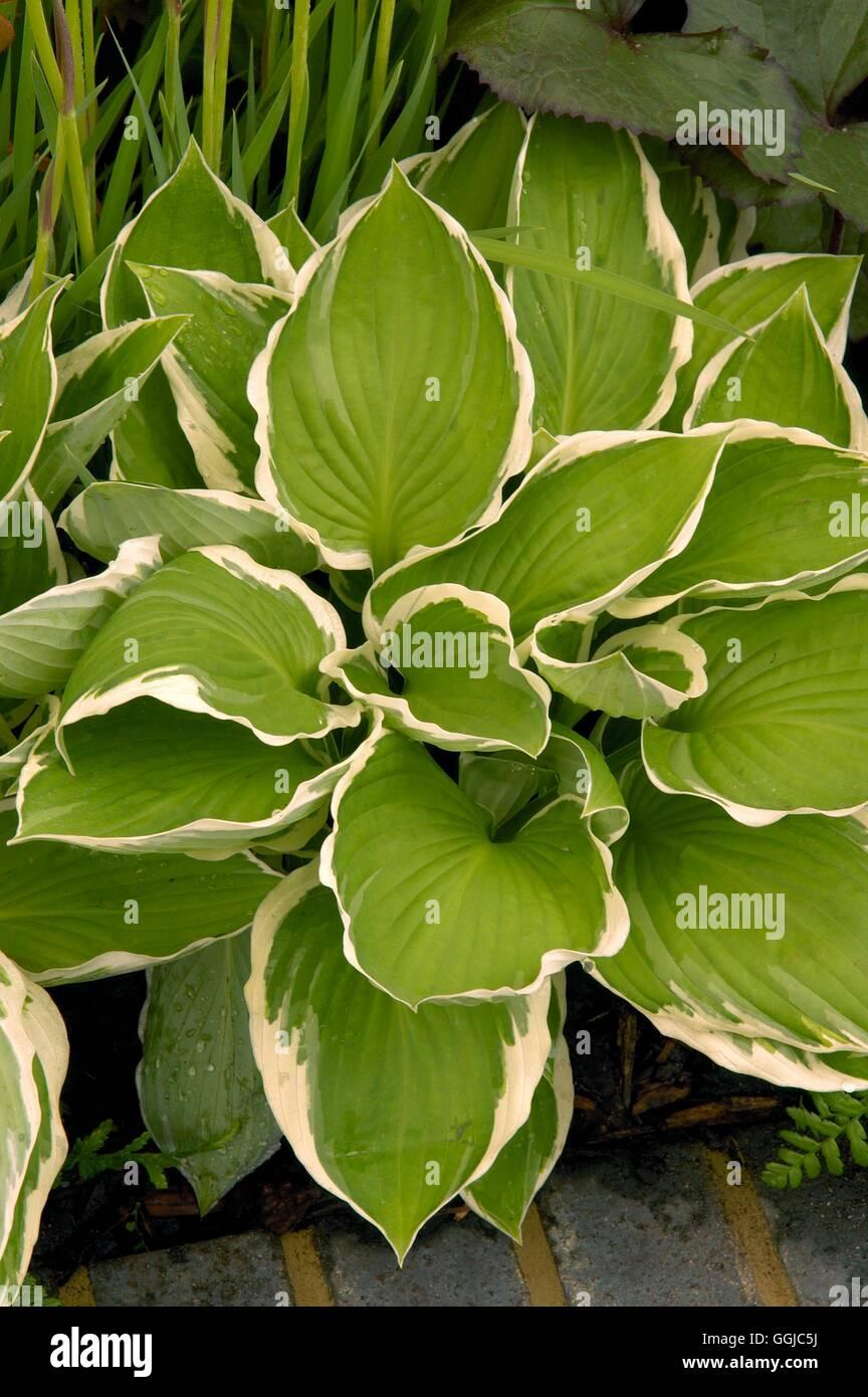 G032 Hosta Fortunei Francee 11 70299d35 386a 4312 B87a 1746d966be3d from www redcrocus com