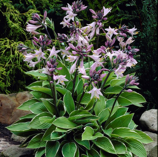 G032 Hosta Fortunei Francee - View 1 from www redcrocus com