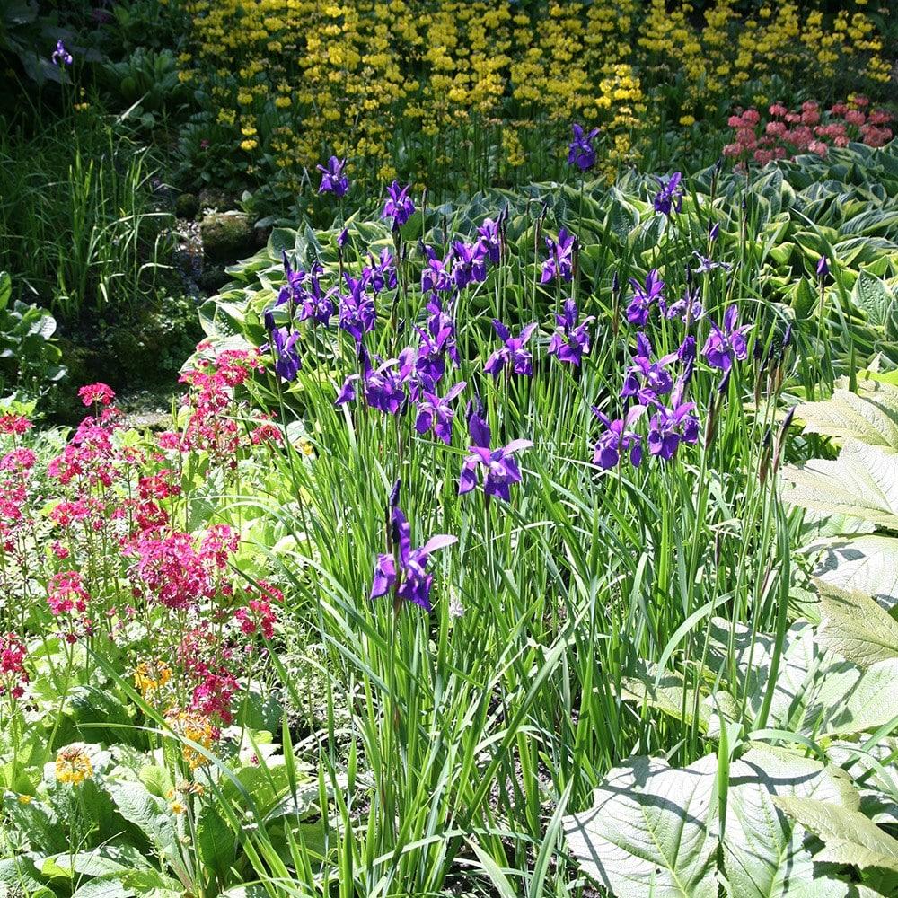 G084 Iris Sibirica Caesar S Brother - View 10 from www redcrocus com
