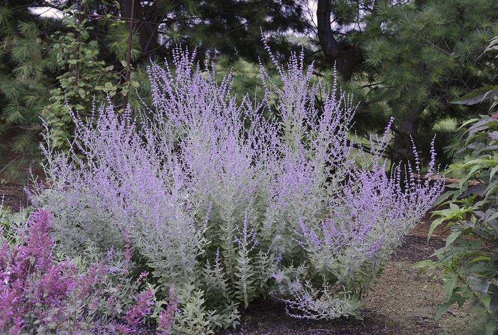 G1007 Perovskia Atriplicifolia 27little Spire 27 5 86b05ab5 Dd20 4fee Ad05 C91809848bfb from www redcrocus com