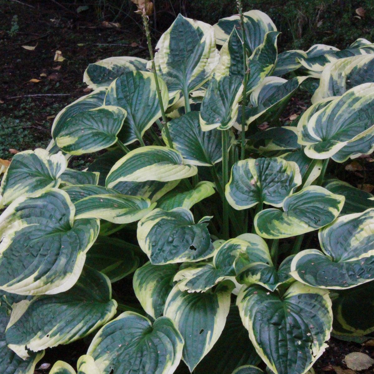 G1025 Hosta Fortunei 'minuteman' - View 11 from www redcrocus com