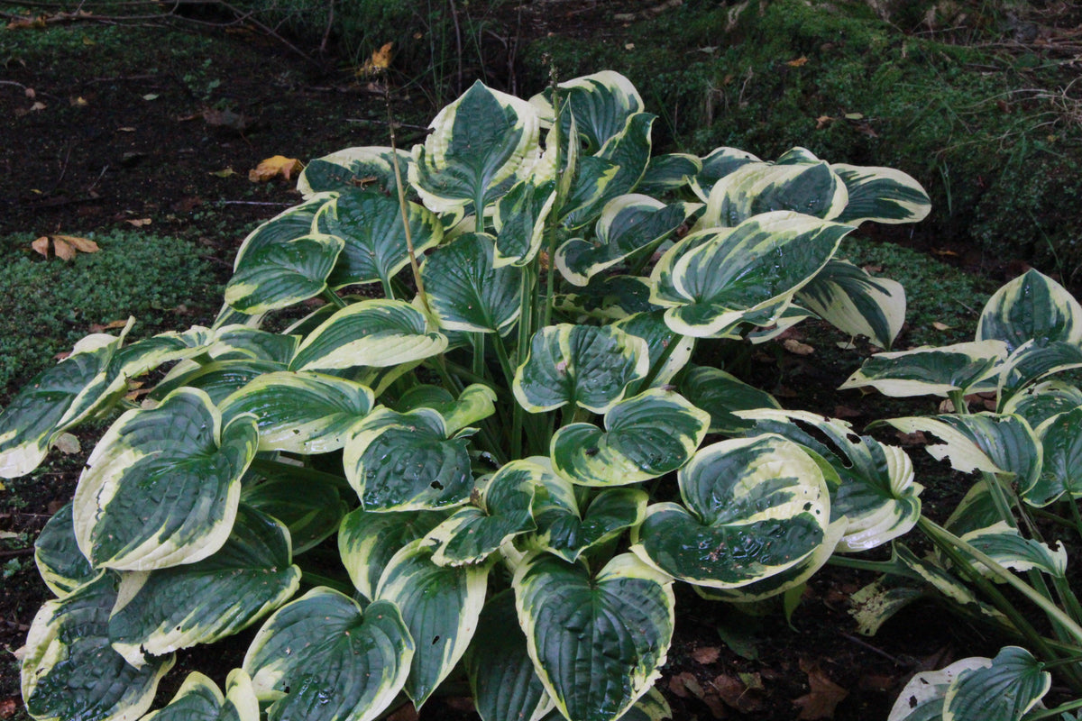 G1025 Hosta Fortunei 'minuteman' - View 12 from www redcrocus com
