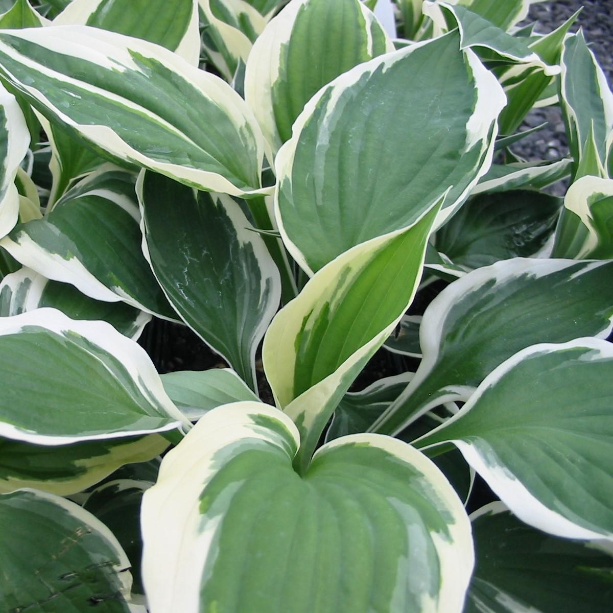 G1025 Hosta Fortunei 'minuteman' - View 17 from www redcrocus com