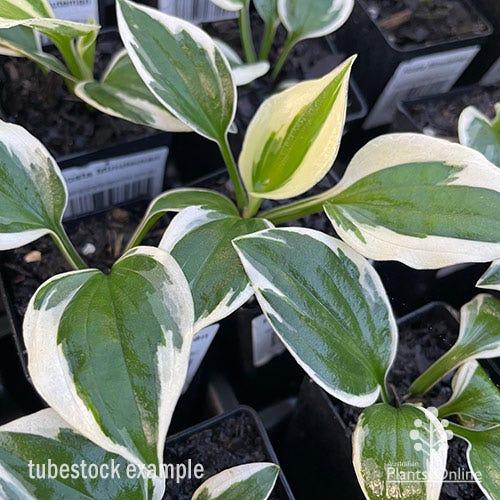 G1025 Hosta Fortunei 'minuteman' - View 18 from www redcrocus com