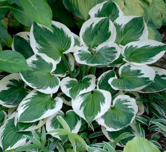 G1025 Hosta Fortunei 'minuteman' - View 19 from www redcrocus com