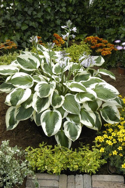 G1025 Hosta Fortunei 'minuteman' - View 1 from www redcrocus com