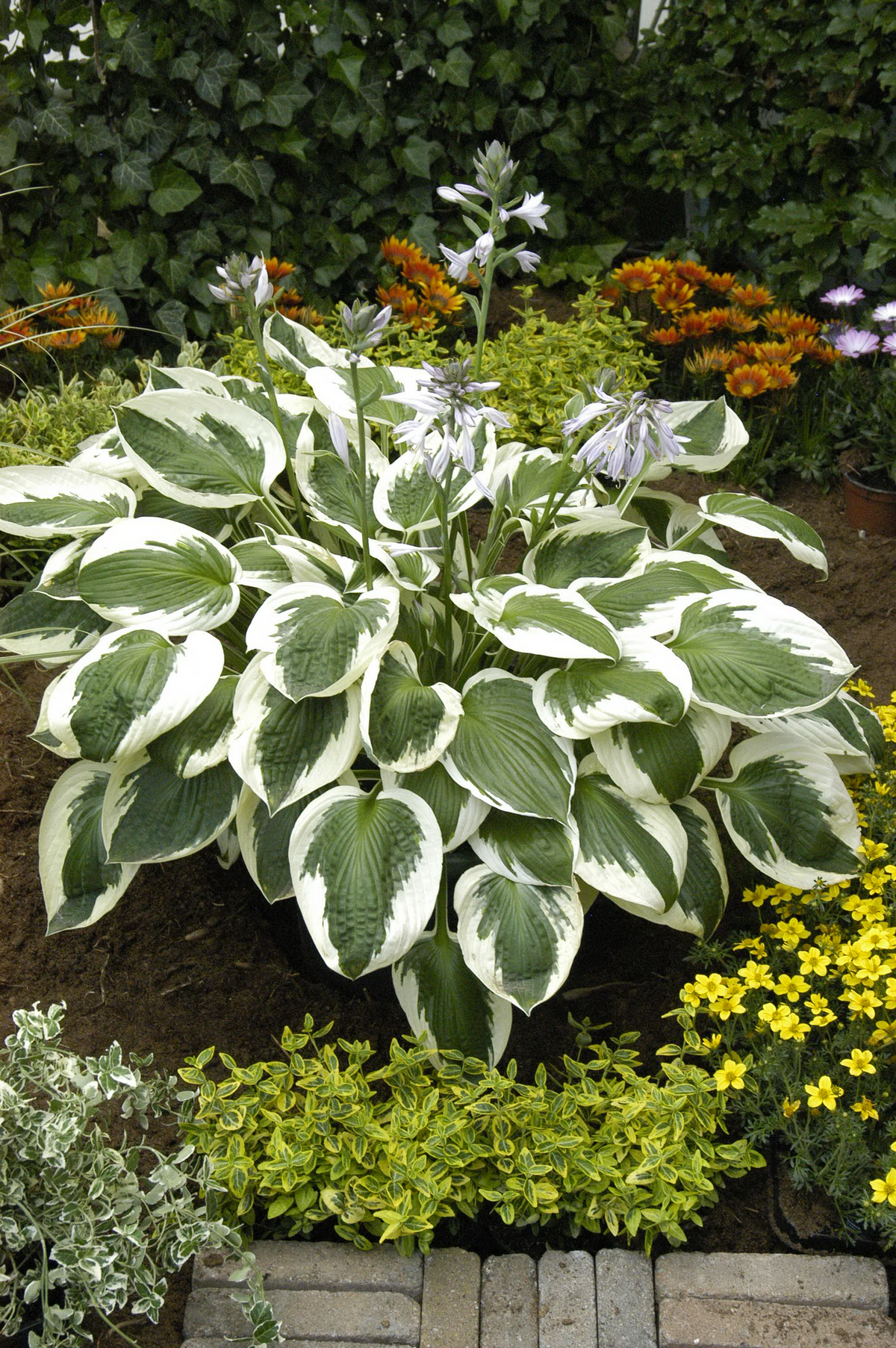 G1025 Hosta Fortunei 'minuteman' - View 20 from www redcrocus com