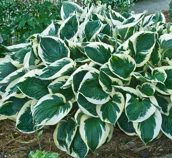 G1025 Hosta Fortunei 'minuteman' - View 21 from www redcrocus com