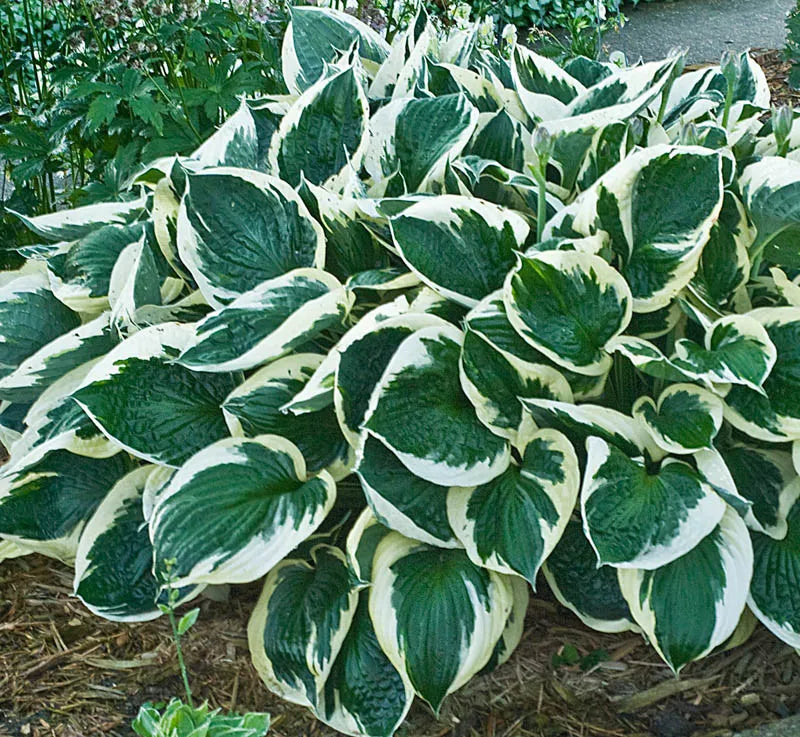 G1025 Hosta Fortunei 'minuteman' - View 23 from www redcrocus com