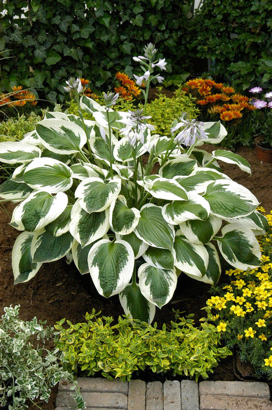 G1025 Hosta Fortunei 'minuteman' - View 25 from www redcrocus com
