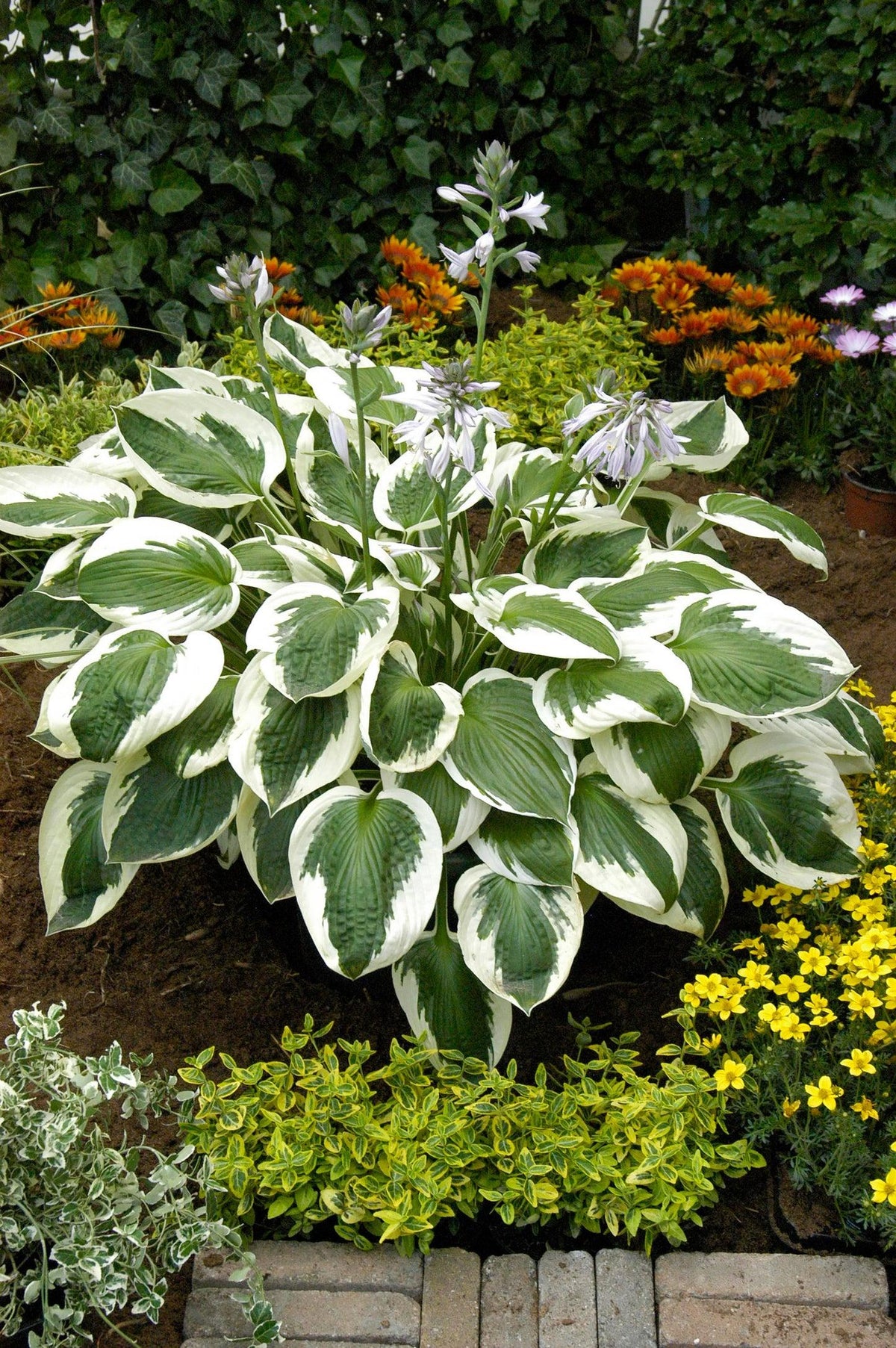 G1025 Hosta Fortunei 'minuteman' - View 25 from www redcrocus com