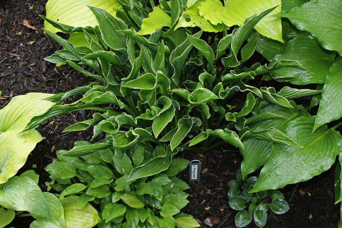 G1025 Hosta Fortunei 'minuteman' - View 27 from www redcrocus com