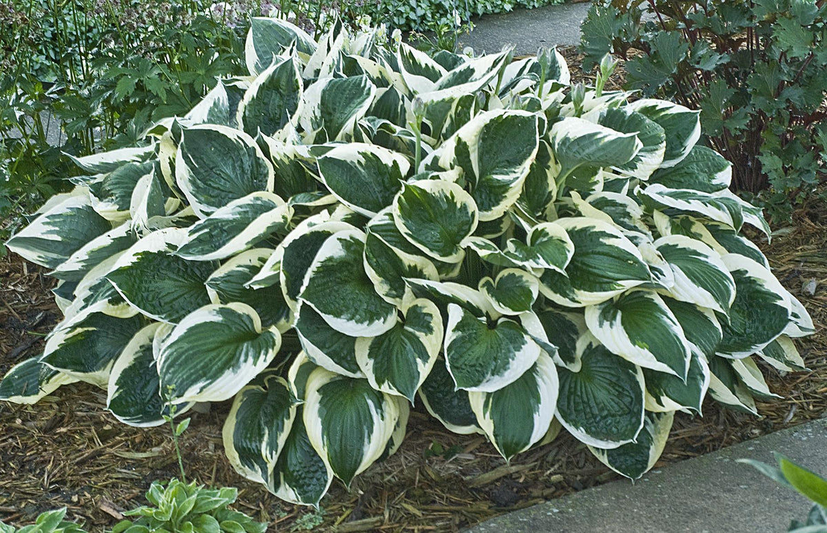 G1025 Hosta Fortunei 'minuteman' - View 2 from www redcrocus com