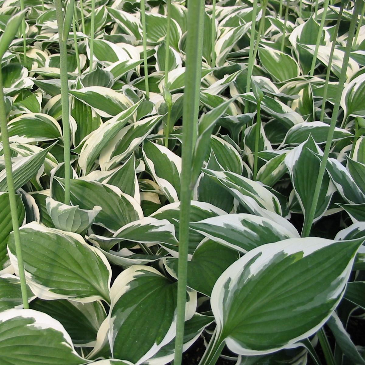G1025 Hosta Fortunei 'minuteman' - View 30 from www redcrocus com