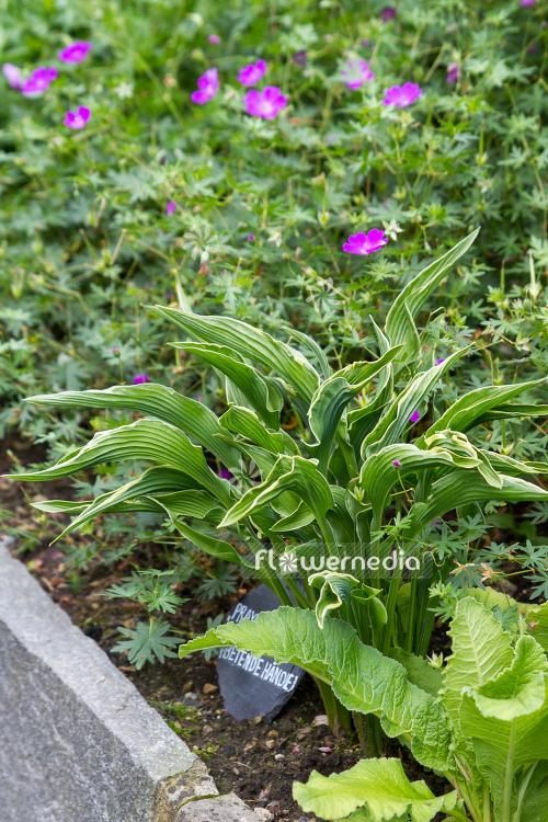G1025 Hosta Fortunei 'minuteman' - View 31 from www redcrocus com