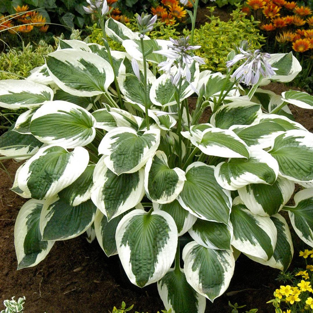 G1025 Hosta Fortunei 'minuteman' - View 32 from www redcrocus com