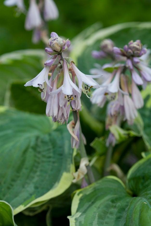 G1025 Hosta Fortunei 'minuteman' - View 33 from www redcrocus com