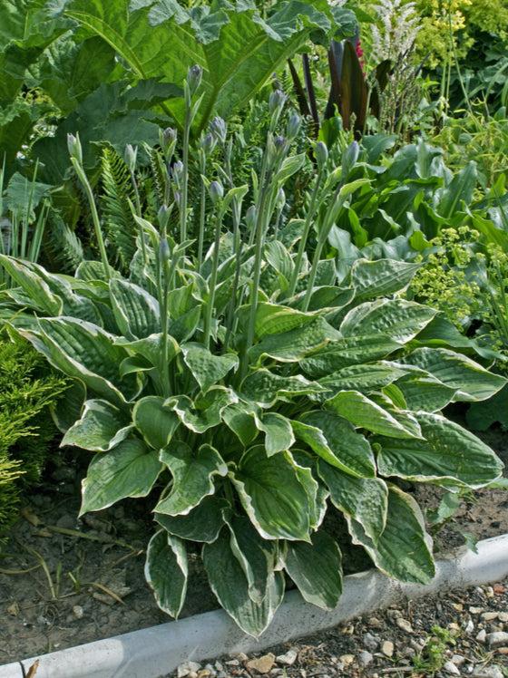 G1025 Hosta Fortunei 'minuteman' - View 34 from www redcrocus com
