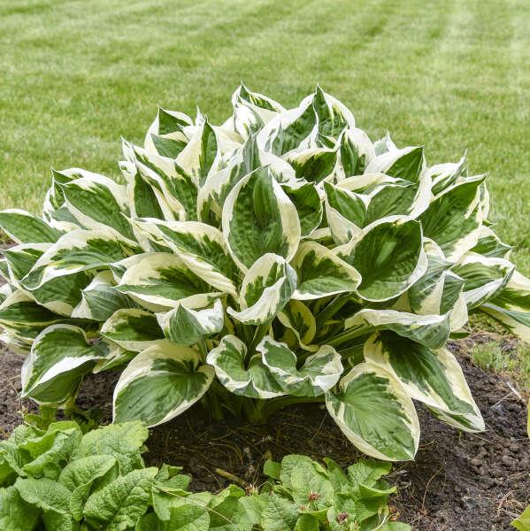 G1025 Hosta Fortunei 'minuteman' - View 36 from www redcrocus com