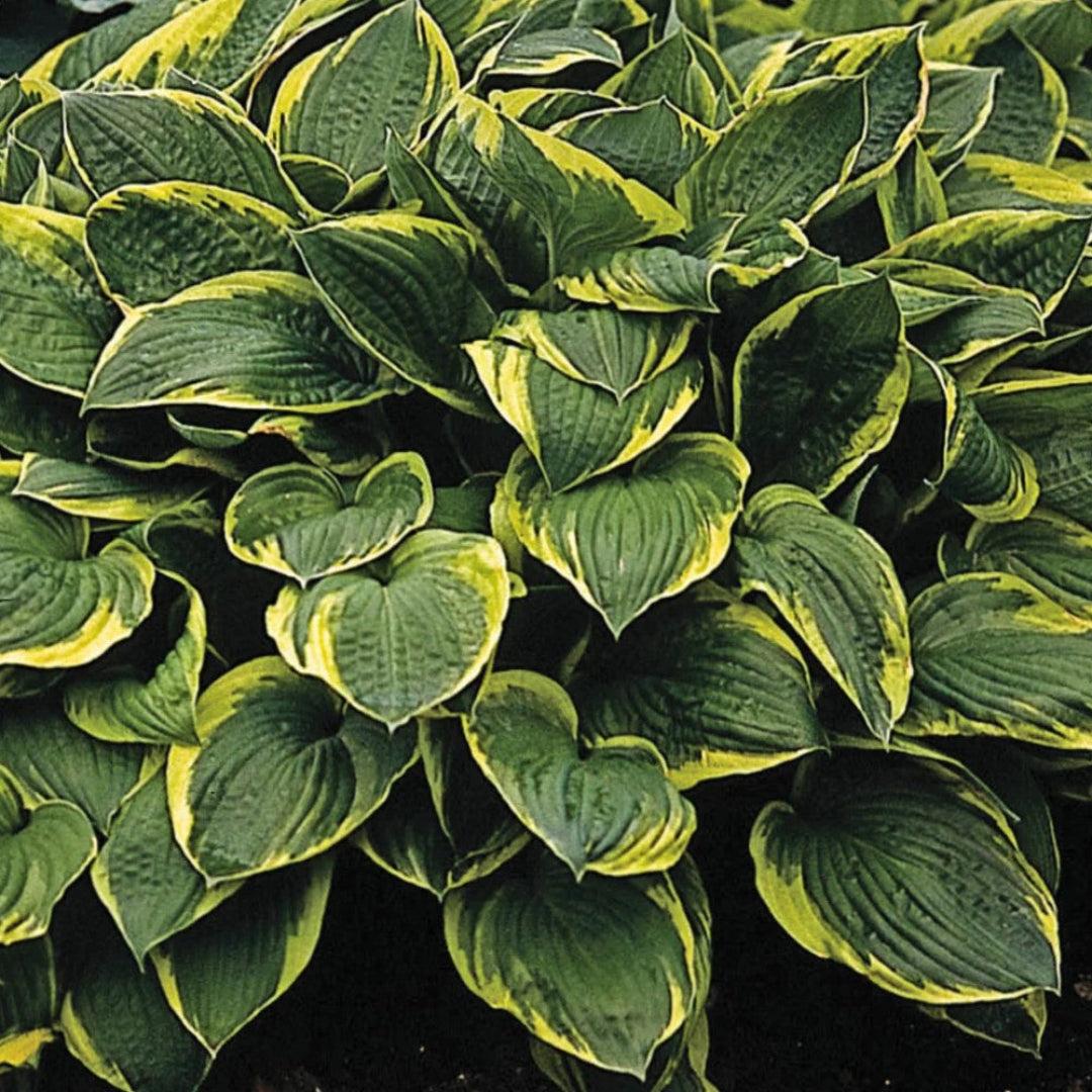 G1025 Hosta Fortunei 'minuteman' - View 40 from www redcrocus com