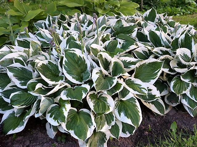 G1025 Hosta Fortunei 'minuteman' - View 5 from www redcrocus com