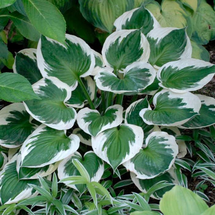 G1025 Hosta Fortunei 'minuteman' - View 6 from www redcrocus com