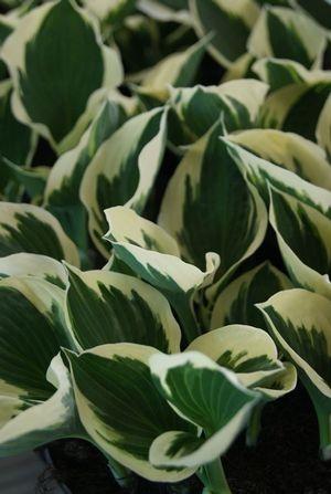 G1025 Hosta Fortunei 'minuteman' - View 7 from www redcrocus com