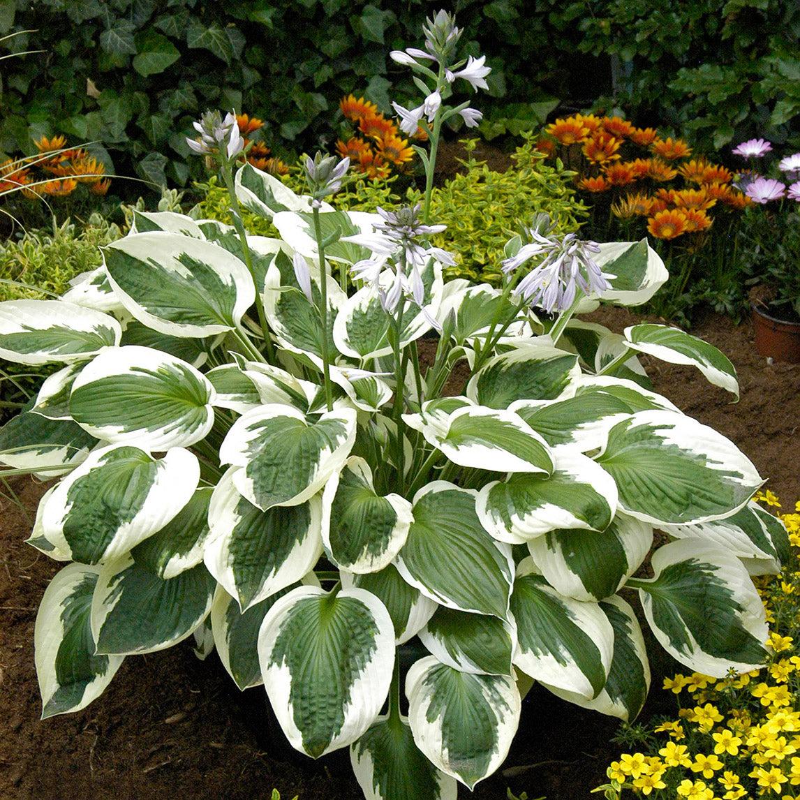 G1025 Hosta Fortunei 'minuteman' - View 8 from www redcrocus com