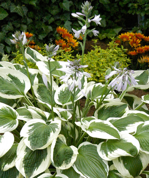 G1025 Hosta Fortunei 'minuteman' - View 9 from www redcrocus com