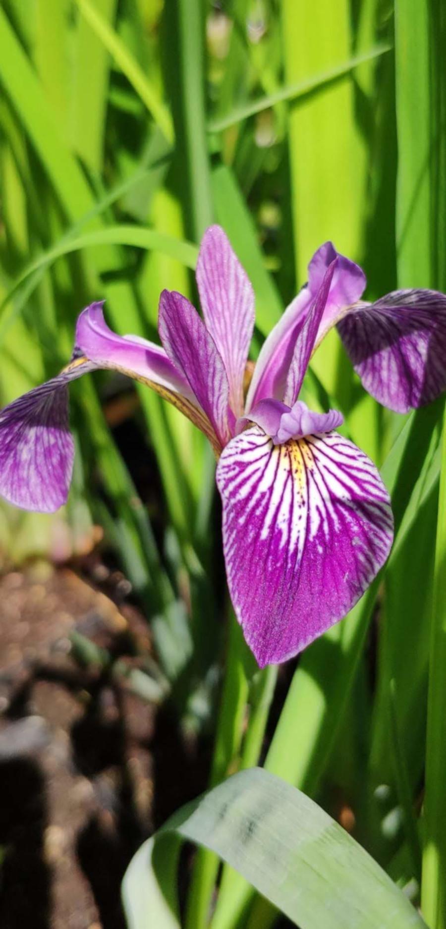 G1053 Iris Versicolor 15 474dbc2c D2b2 41c5 8419 7e7dc24284ac from www redcrocus com